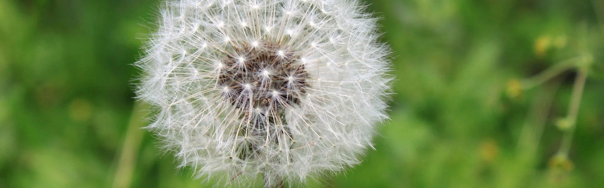 are-you-prepared-for-allergy-season